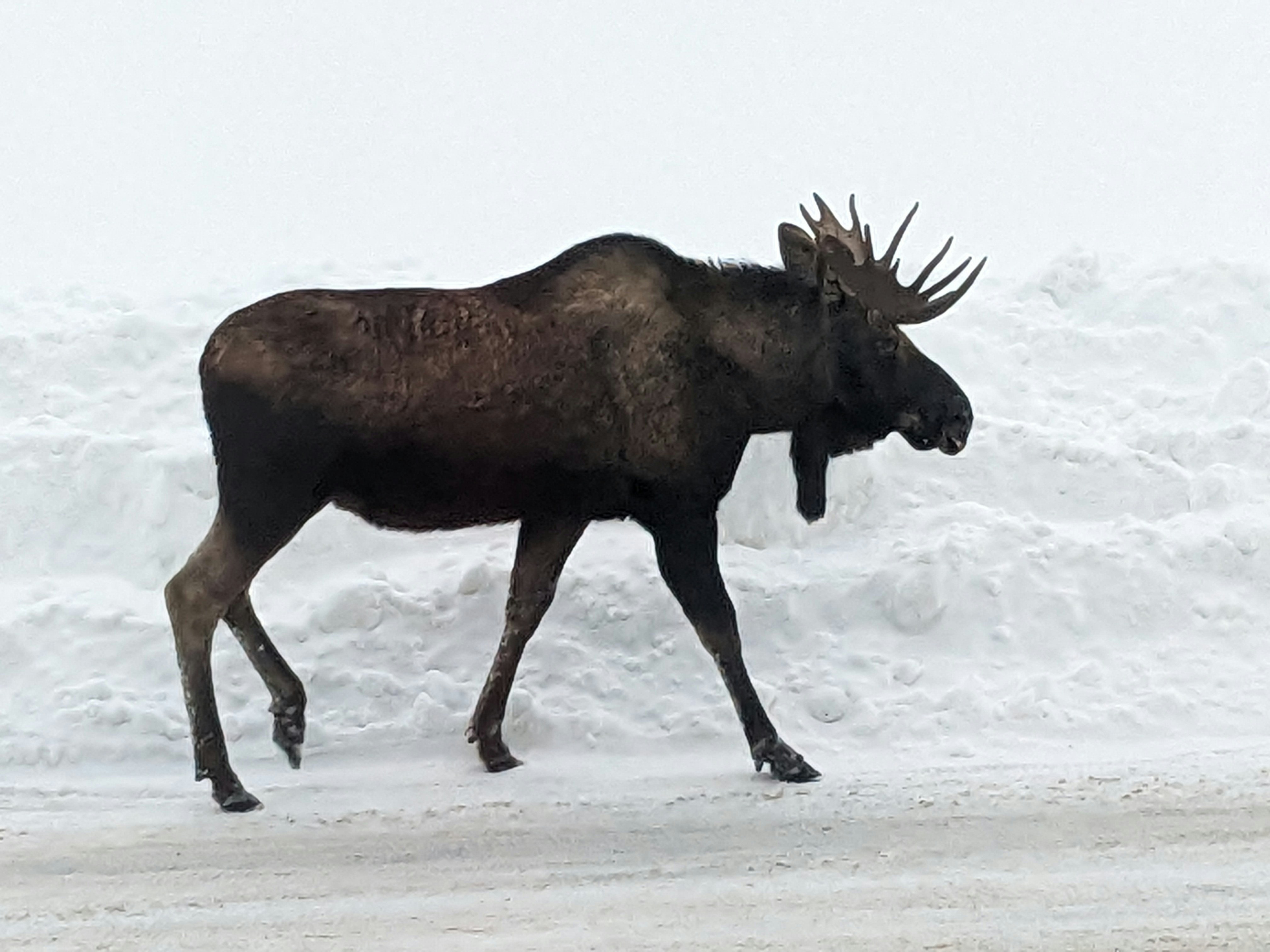 Moose walking in a ski hill parking lot