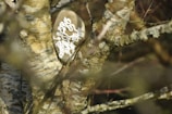 A tree trunk with a texture of rough bark is shown with a wooden oval object embedded or placed in its branches. The oval object is decorated with intricate white carvings or patterns resembling swirling designs.