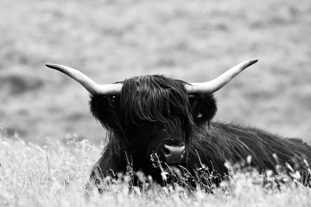 uma foto em preto e branco de uma vaca em um campo