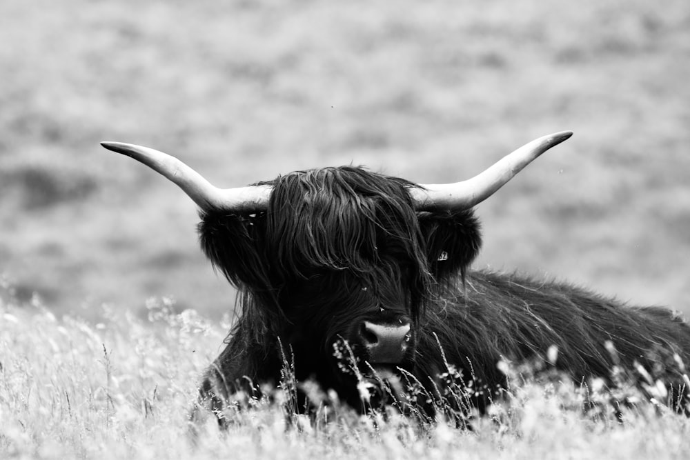 a black and white photo of a cow in a field