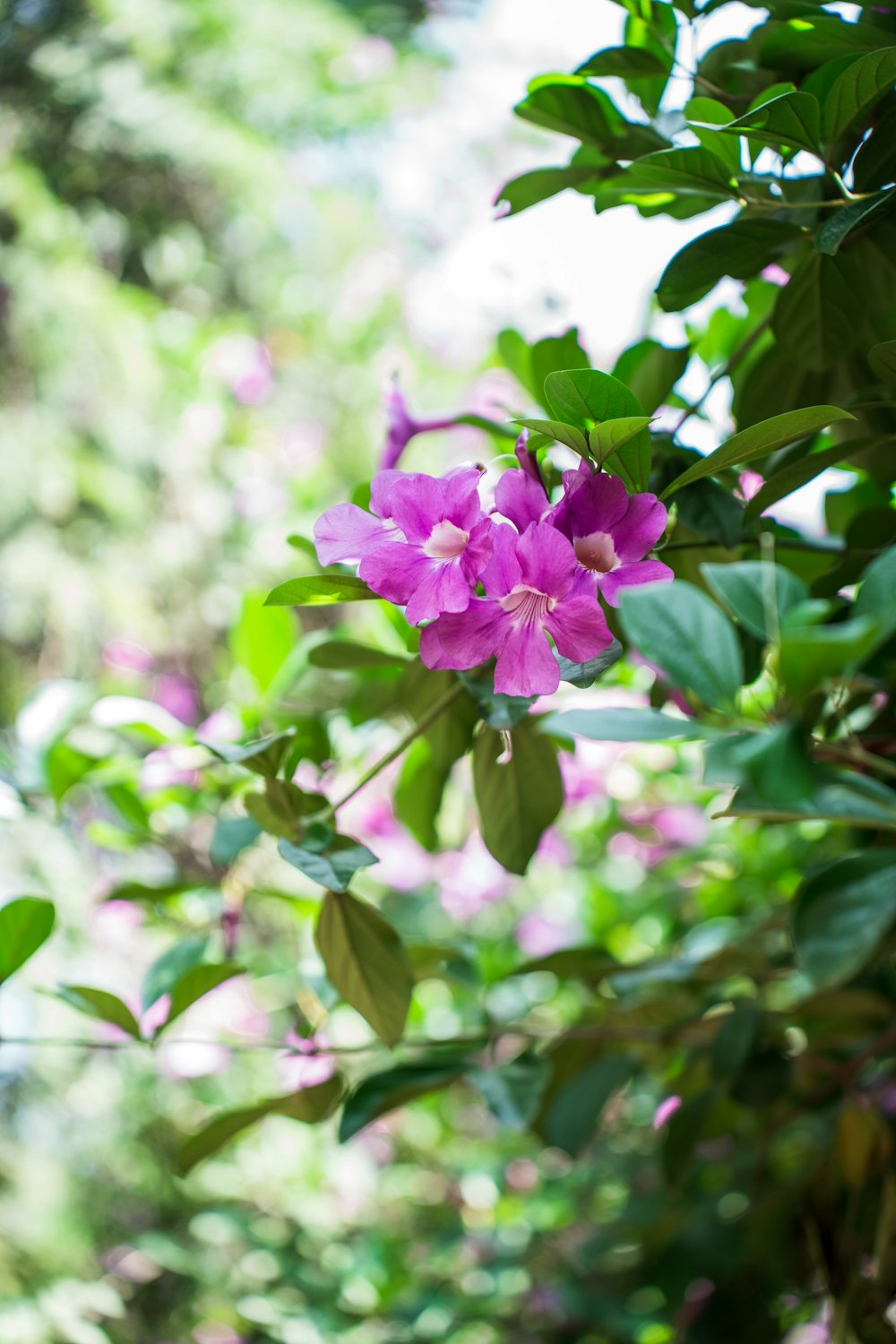 a purple flower that is growing on a tree