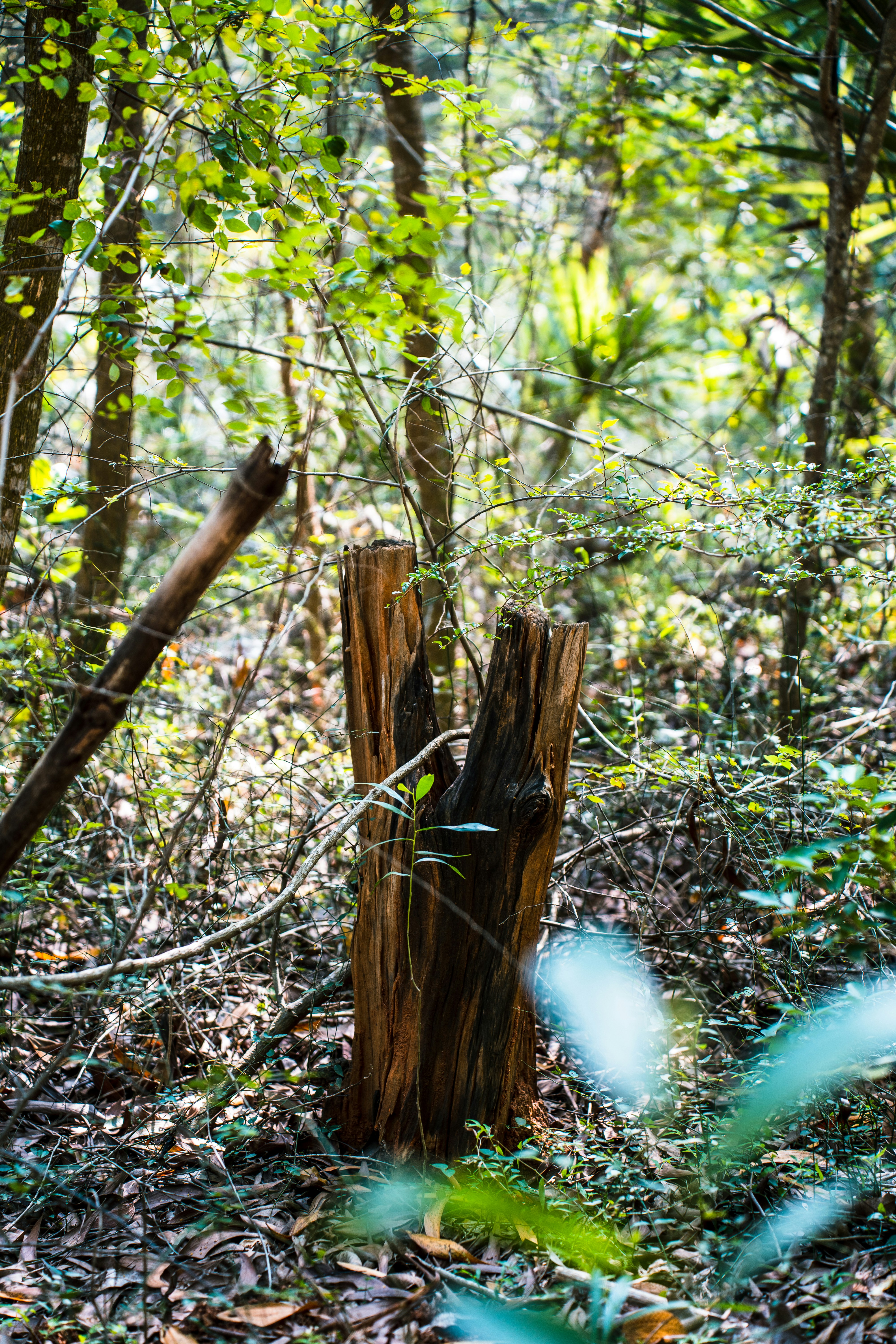 a tree stump in the middle of a forest