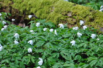 Delicate forest floor covered in fresh green moss and scattered pastel petals.