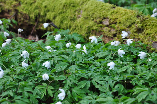 Delicate forest floor covered in fresh green moss and scattered pastel petals.