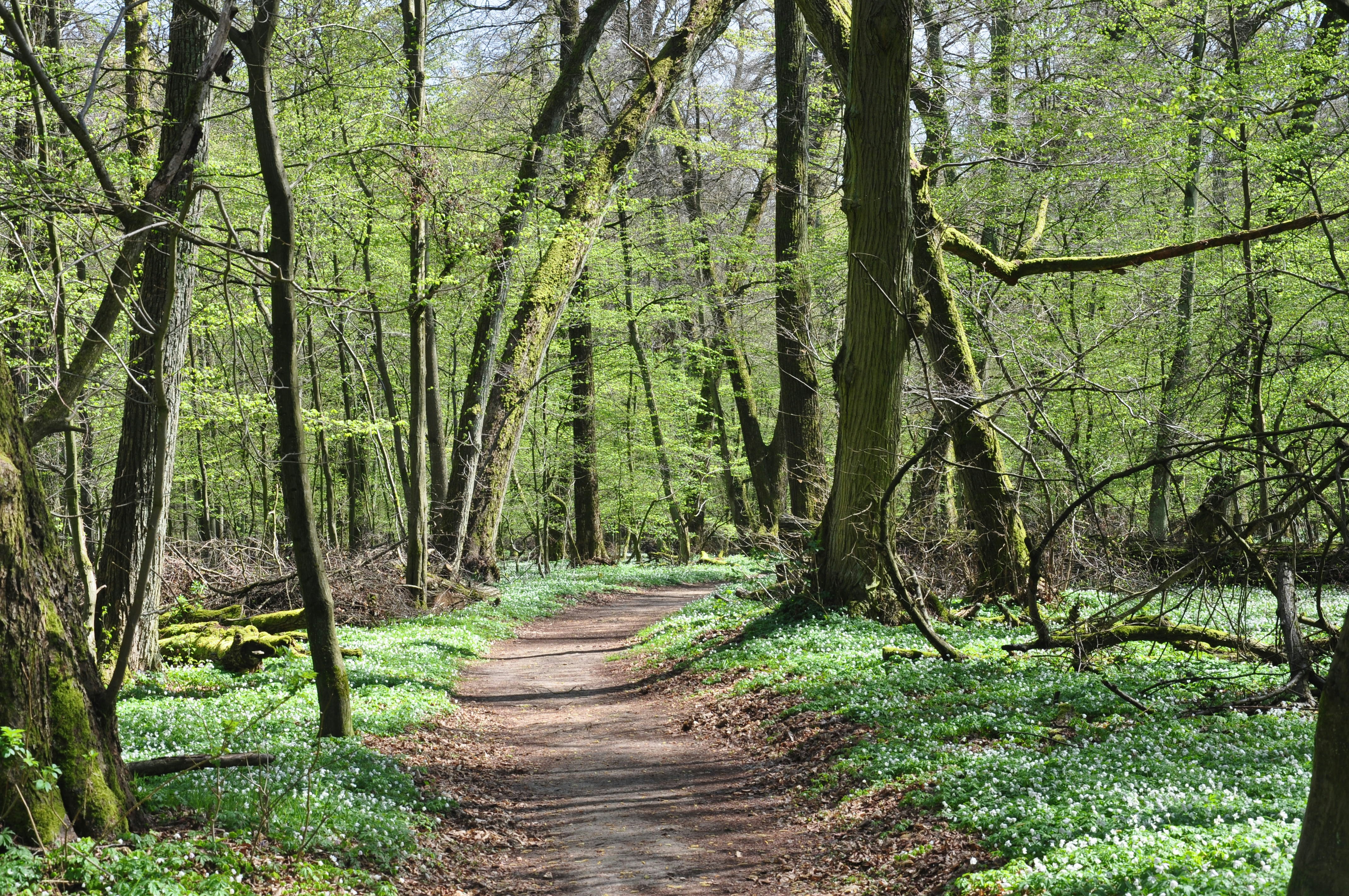 Un chemin de terre au milieu d’une forêt photo – Image gratuite de ...