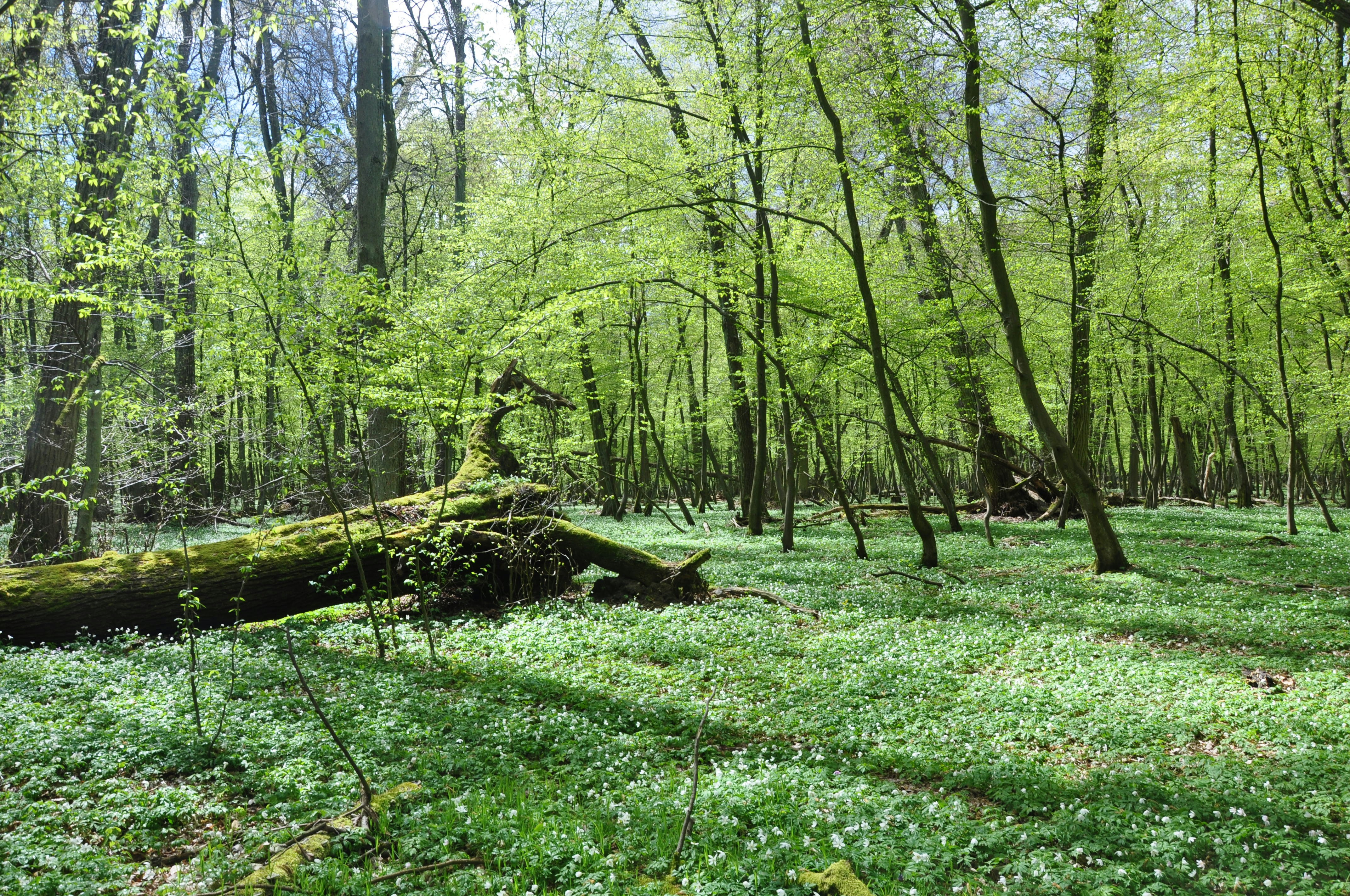 Image by Monika Thoms via Unsplash