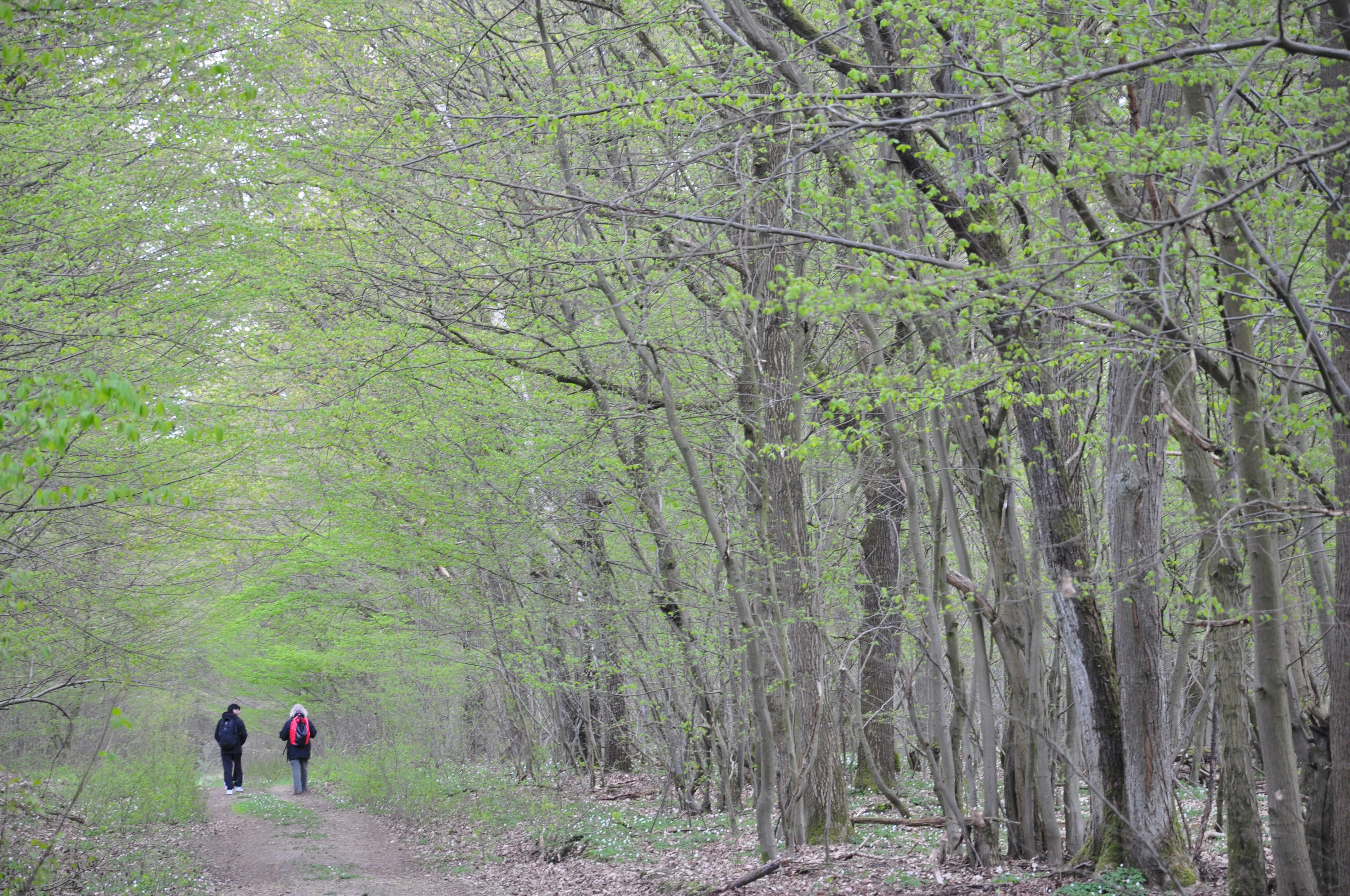 Dos personas caminando por un sendero en el bosque