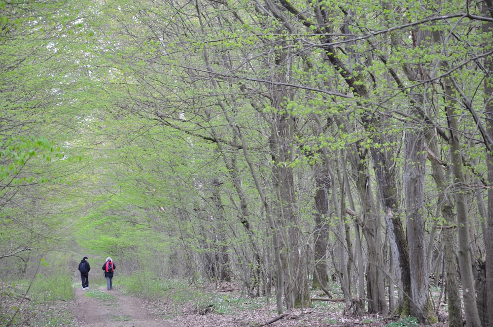 two people walking down a path in the woods