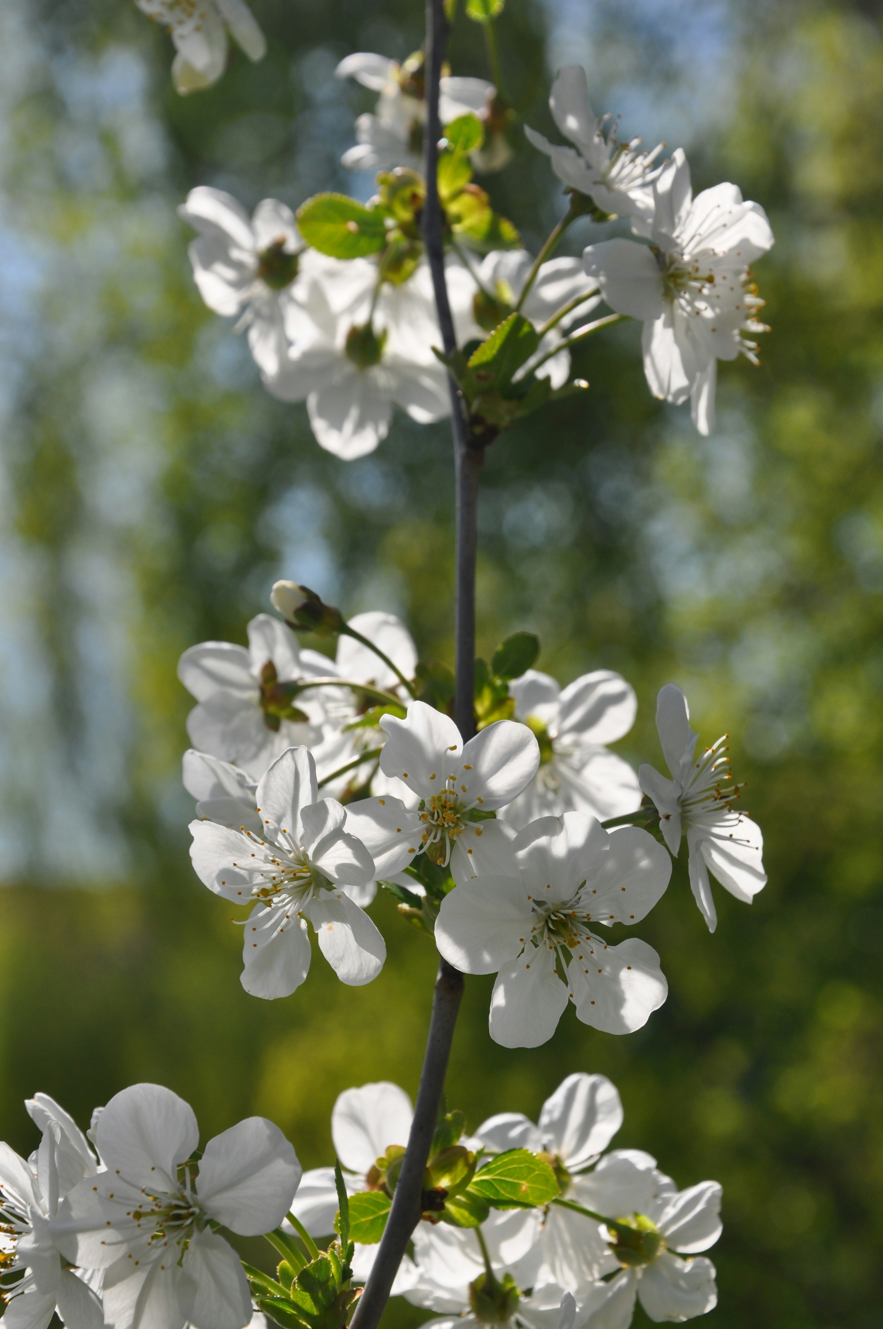 a close up of a tree with white flowers