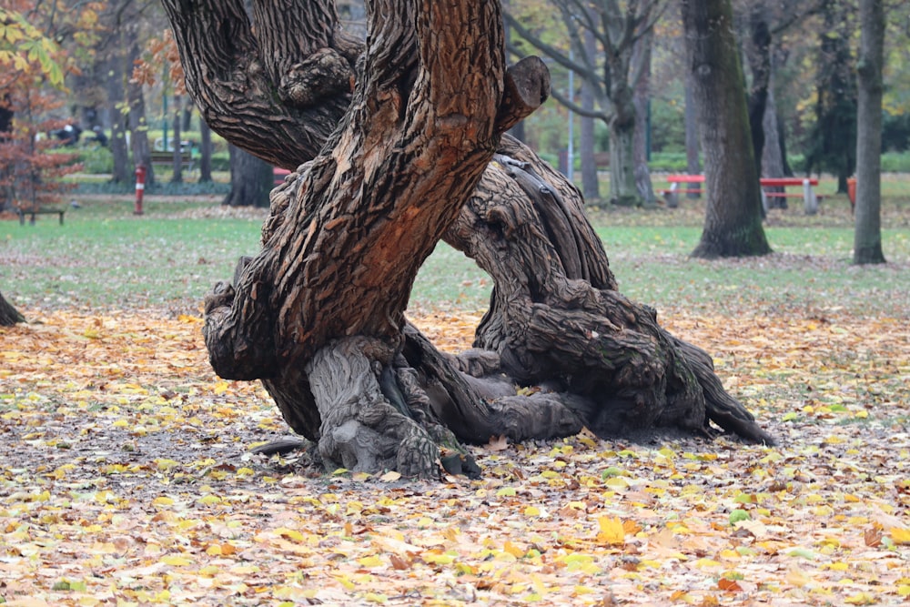 a tree that has fallen leaves in a park