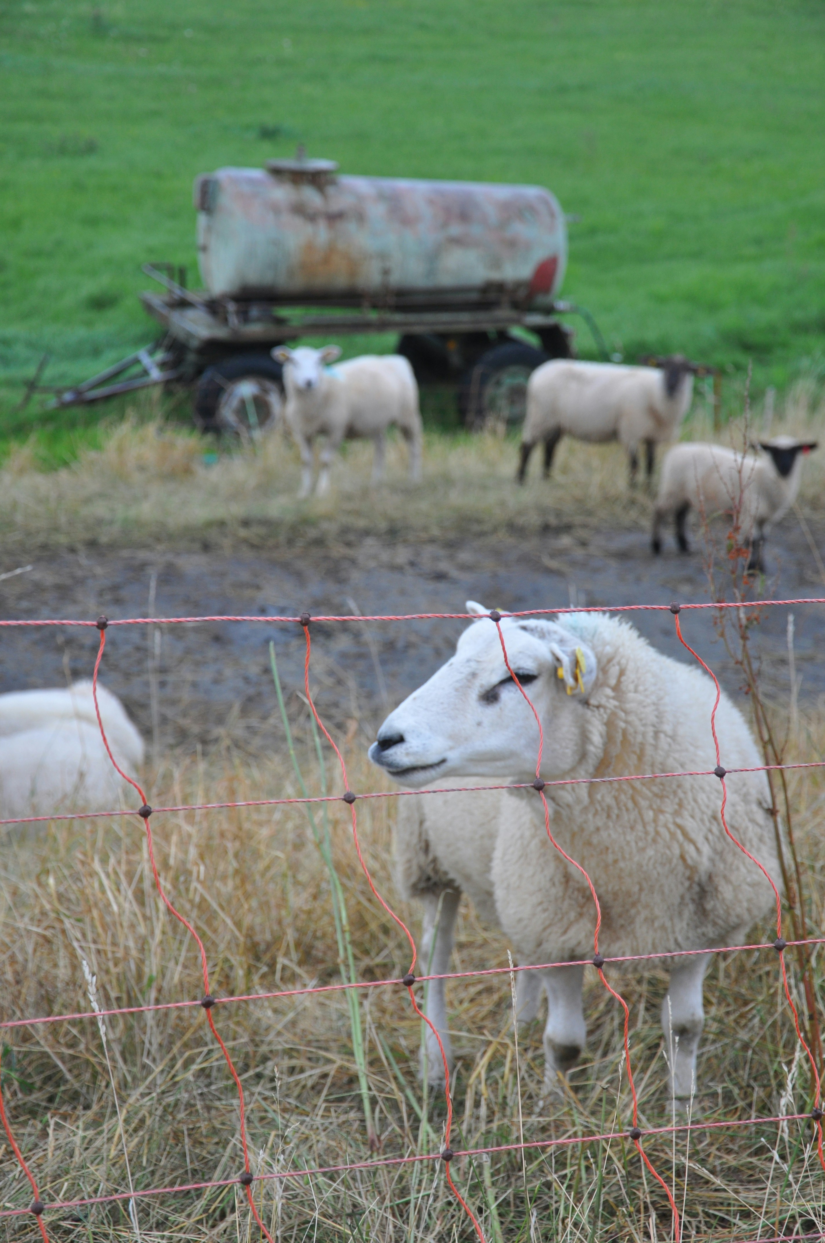 Un rebaño de ovejas de pie en la parte superior de un campo cubierto de hierba