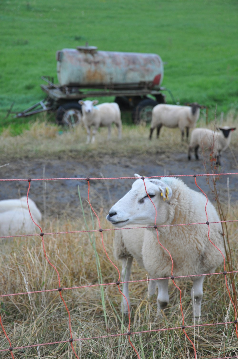 a herd of sheep standing on top of a grass covered field