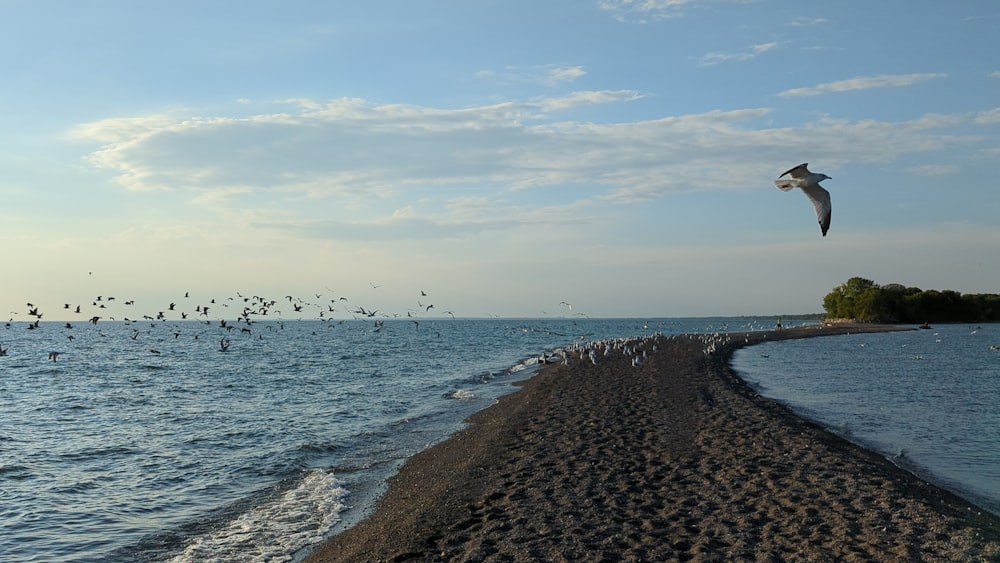 a flock of birds flying over a beach next to the ocean