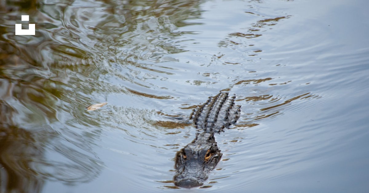 A large alligator swimming in a body of water photo – Free Usa Image on ...