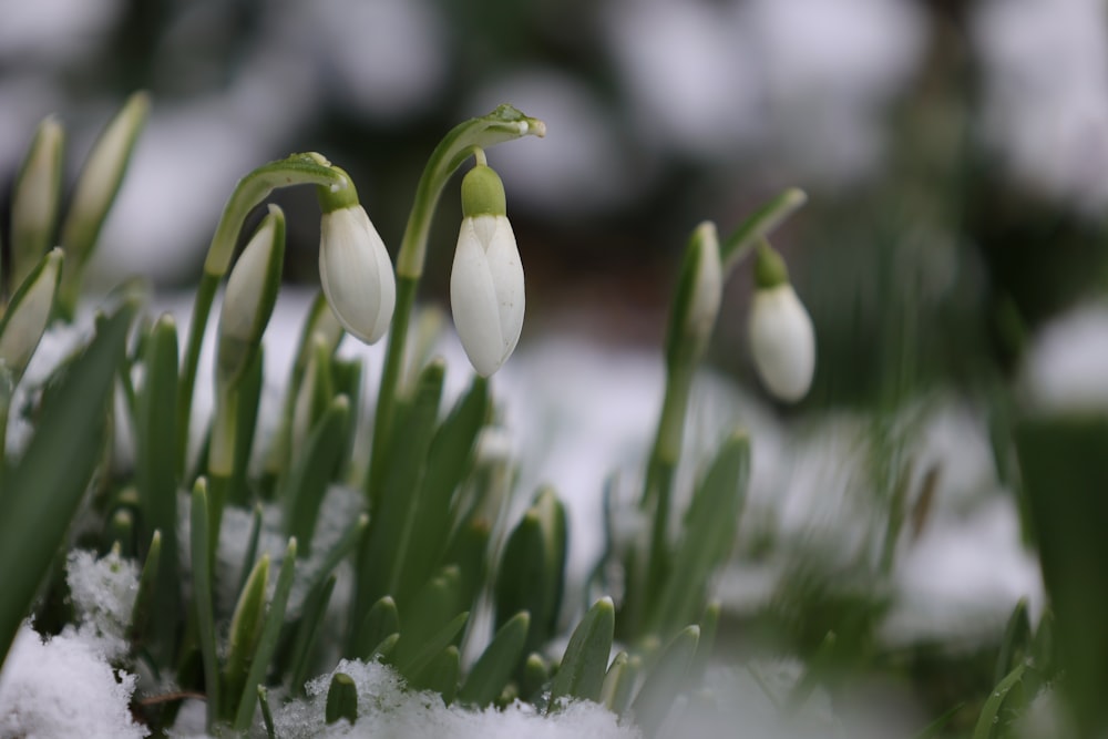 a group of snowdrops with snow on them