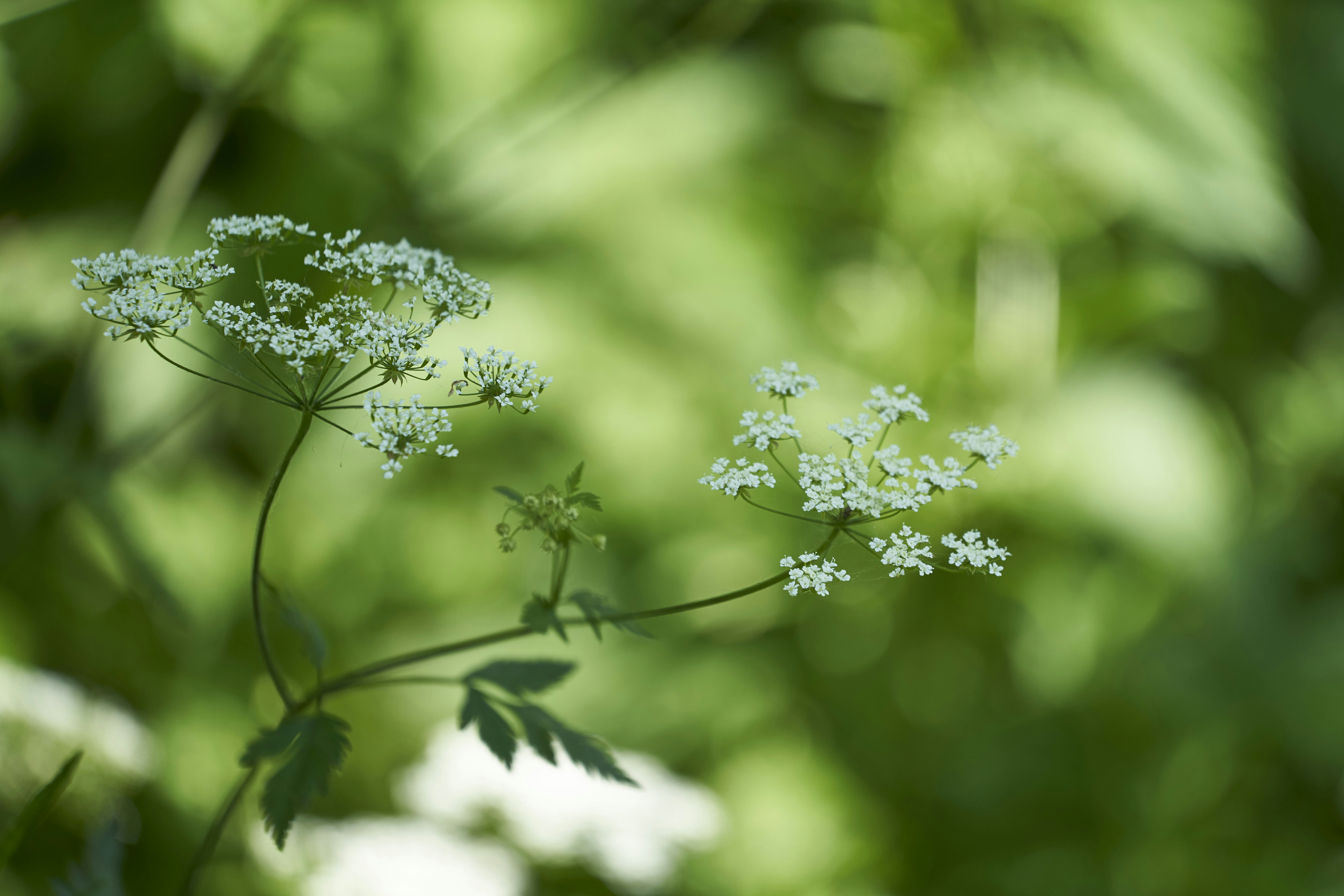 Photo by wolfgang_hasselmann