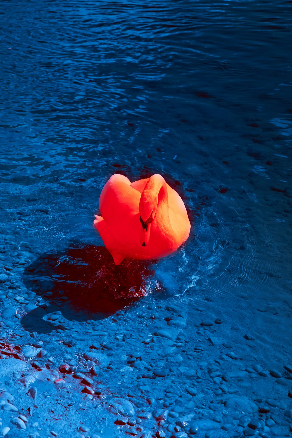 an inflatable object floating in a body of water