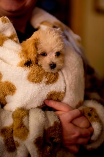 A small, fluffy puppy is nestled in the folds of a cozy, white, and brown-spotted blanket. A person's hand is gently holding the puppy, creating a warm and comforting atmosphere. The background is blurred, emphasizing the focus on the puppy and the blanket.