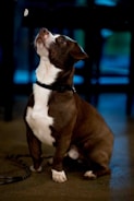 A brown and white dog sits attentively, looking upward with a focused expression. The setting appears to be indoors with dim lighting and blurred blue and green tones in the background.