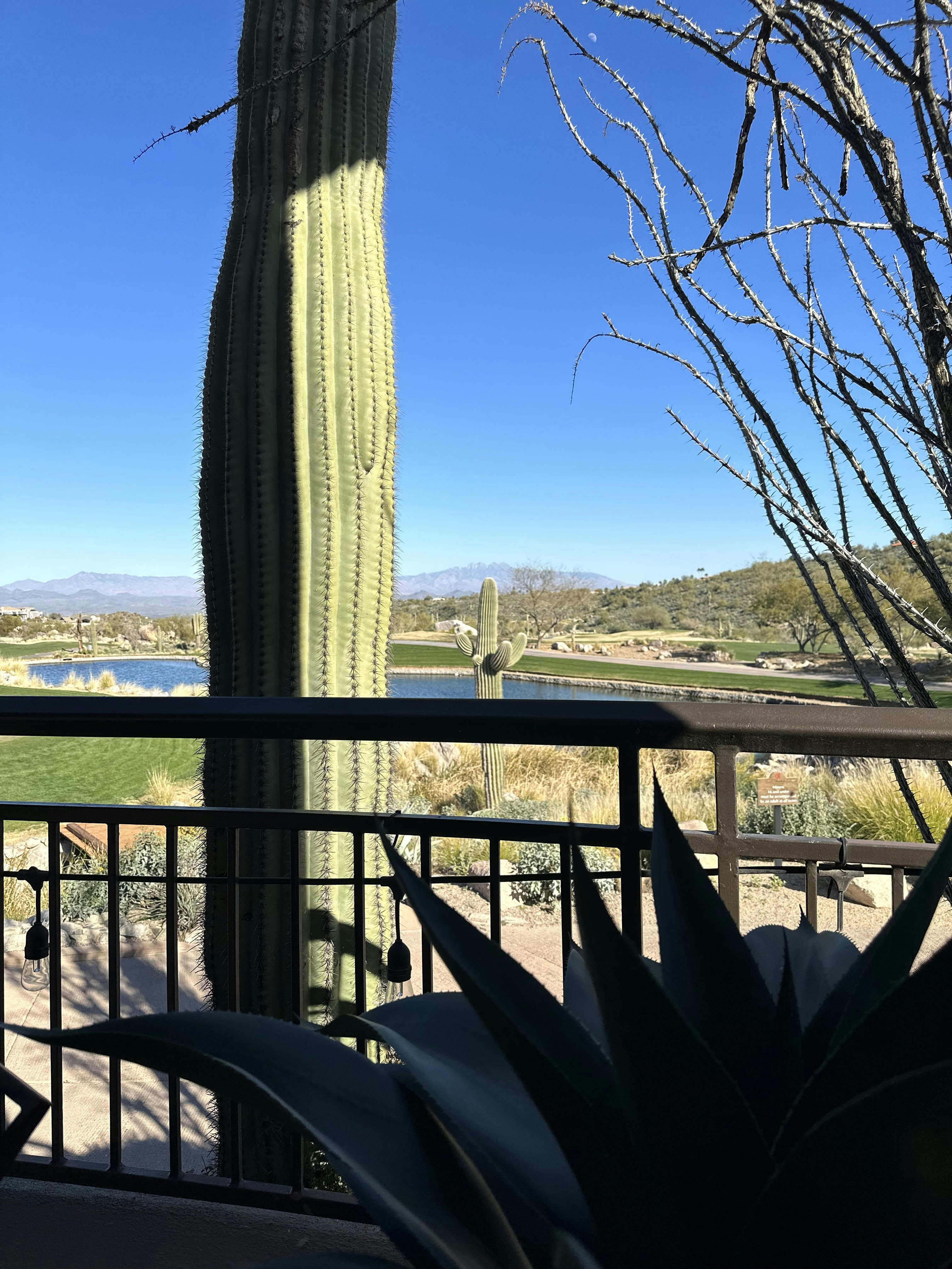 A large cactus sitting on top of a wooden deck