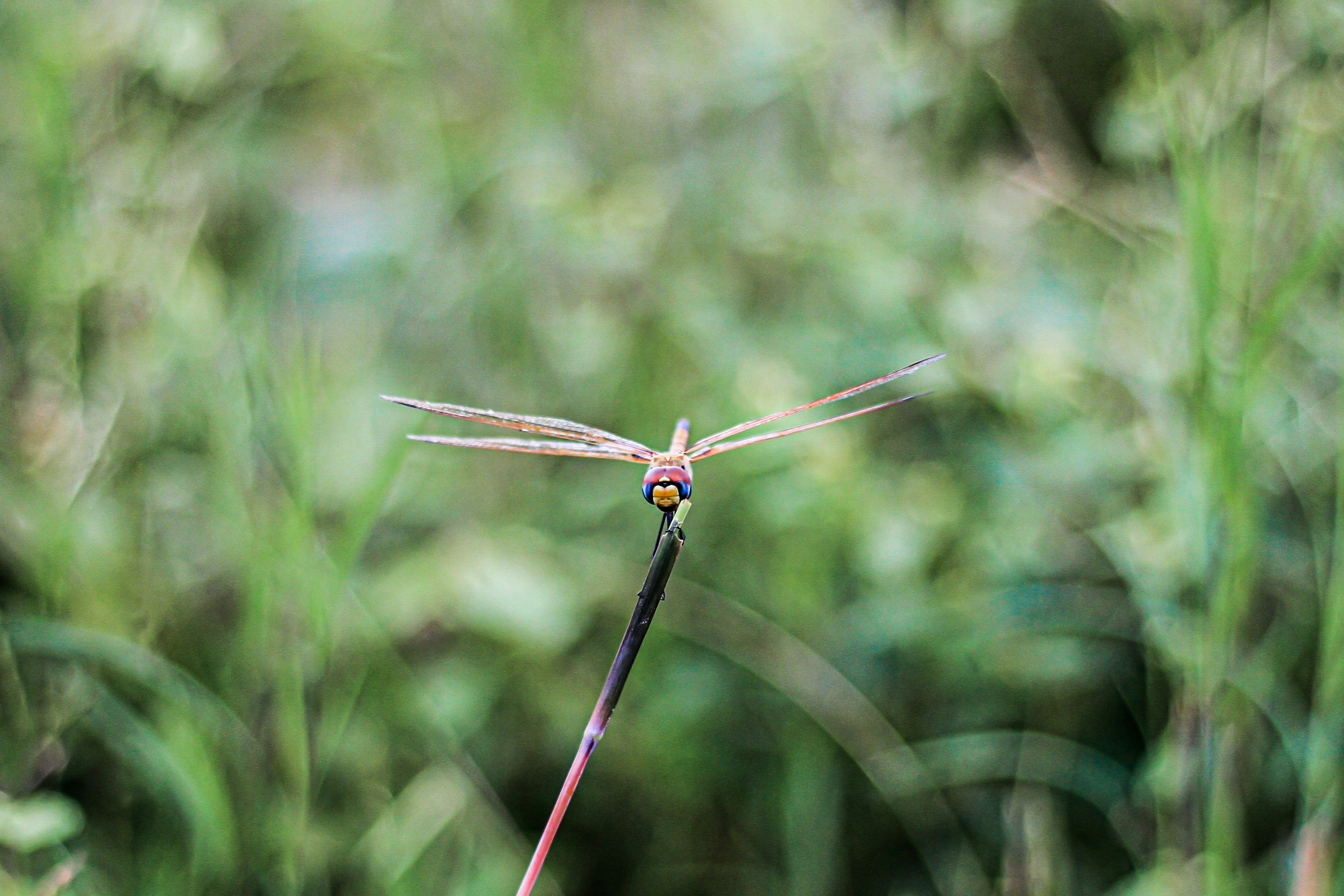 Photo by salmankhanbande