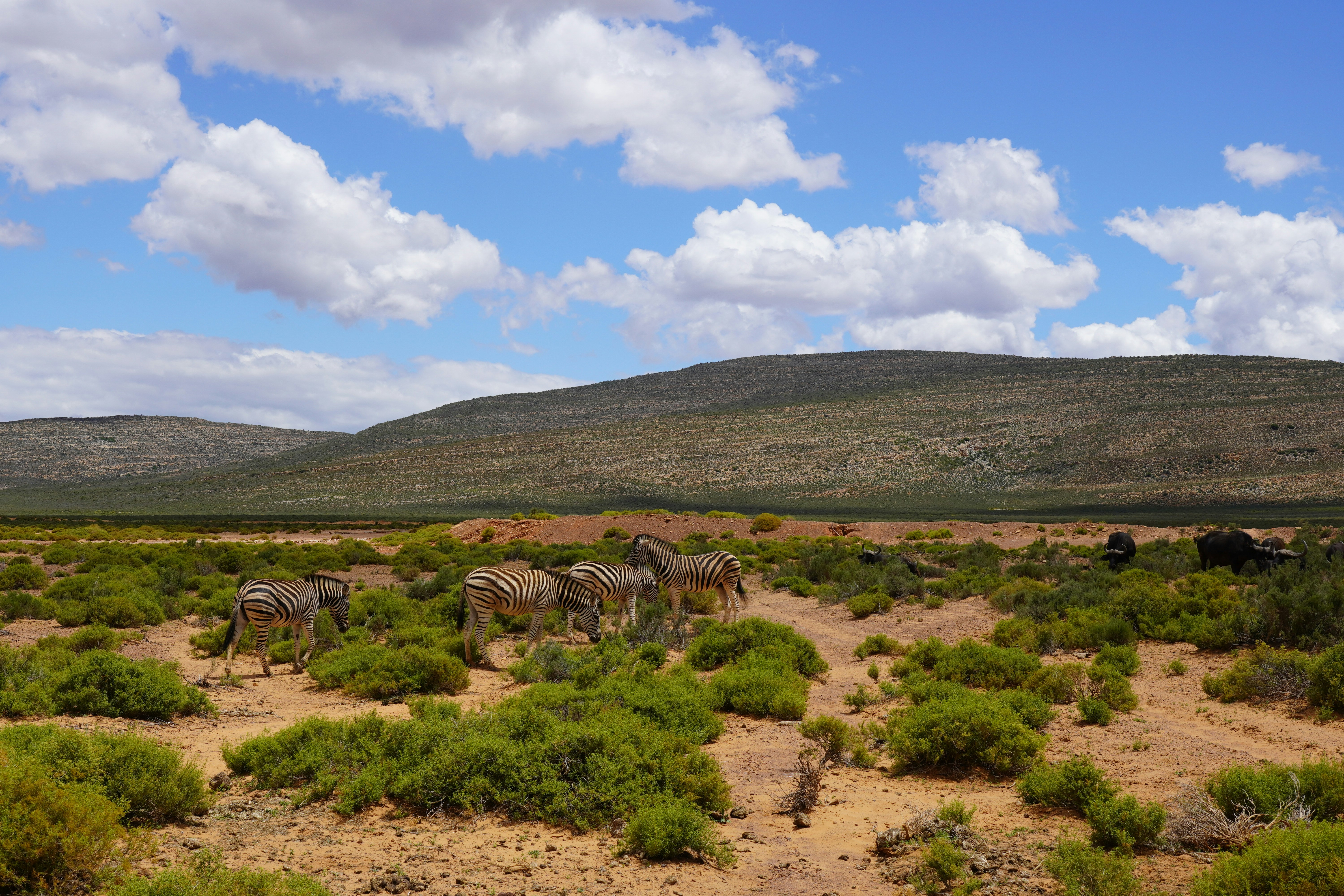 a herd of zebra standing on top of a lush green field