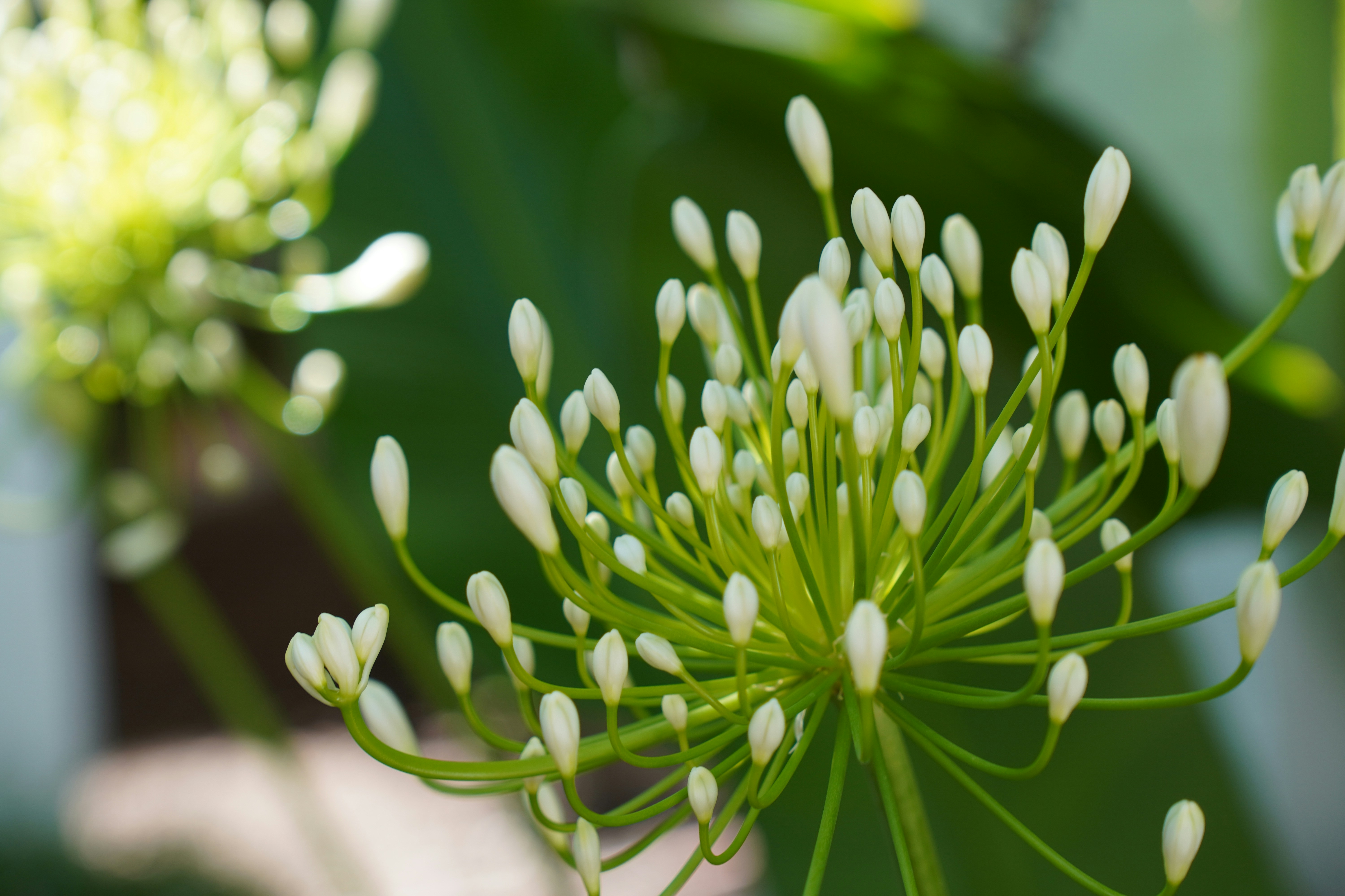 Photo by palmtree_society