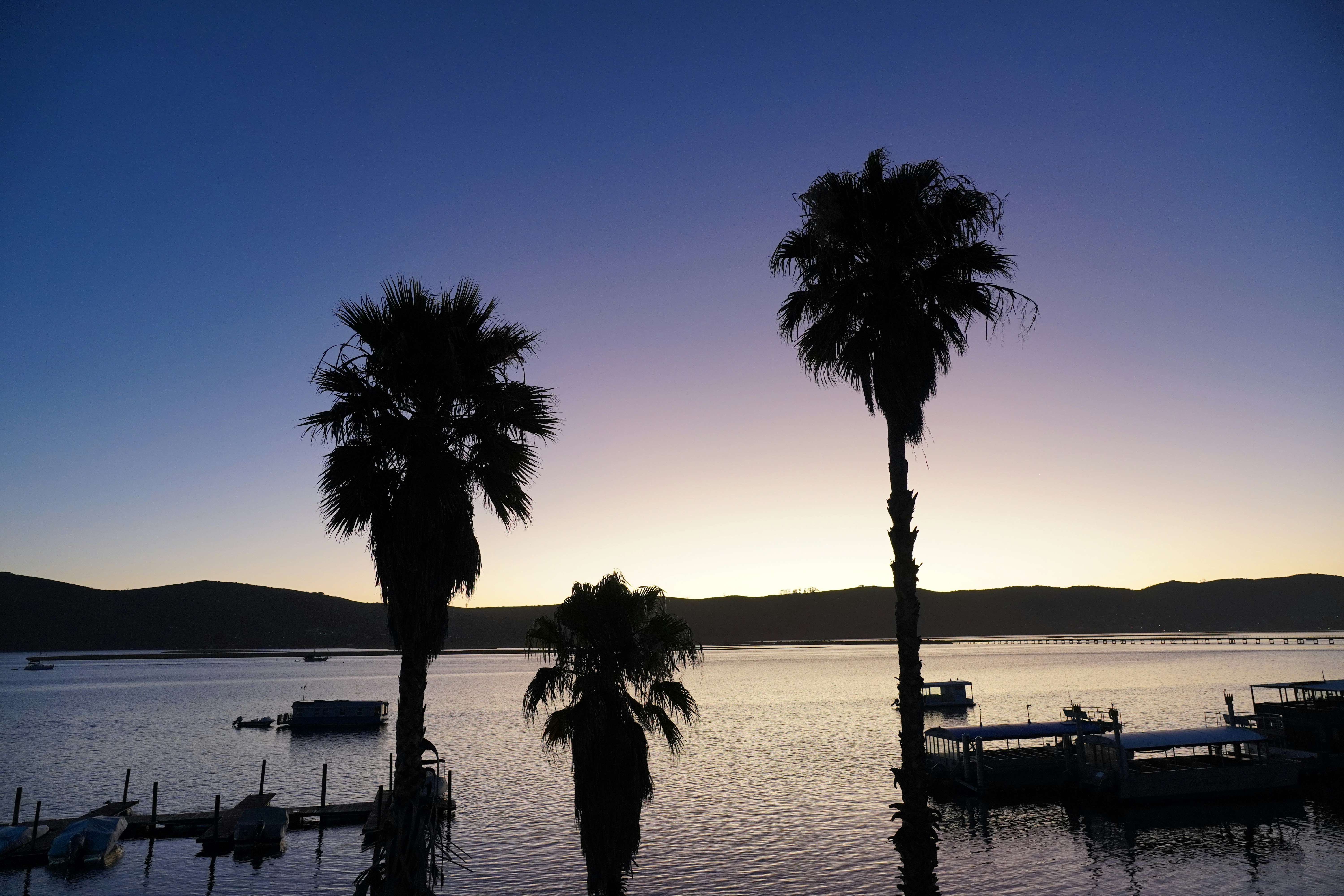 Photo by palmtree_society