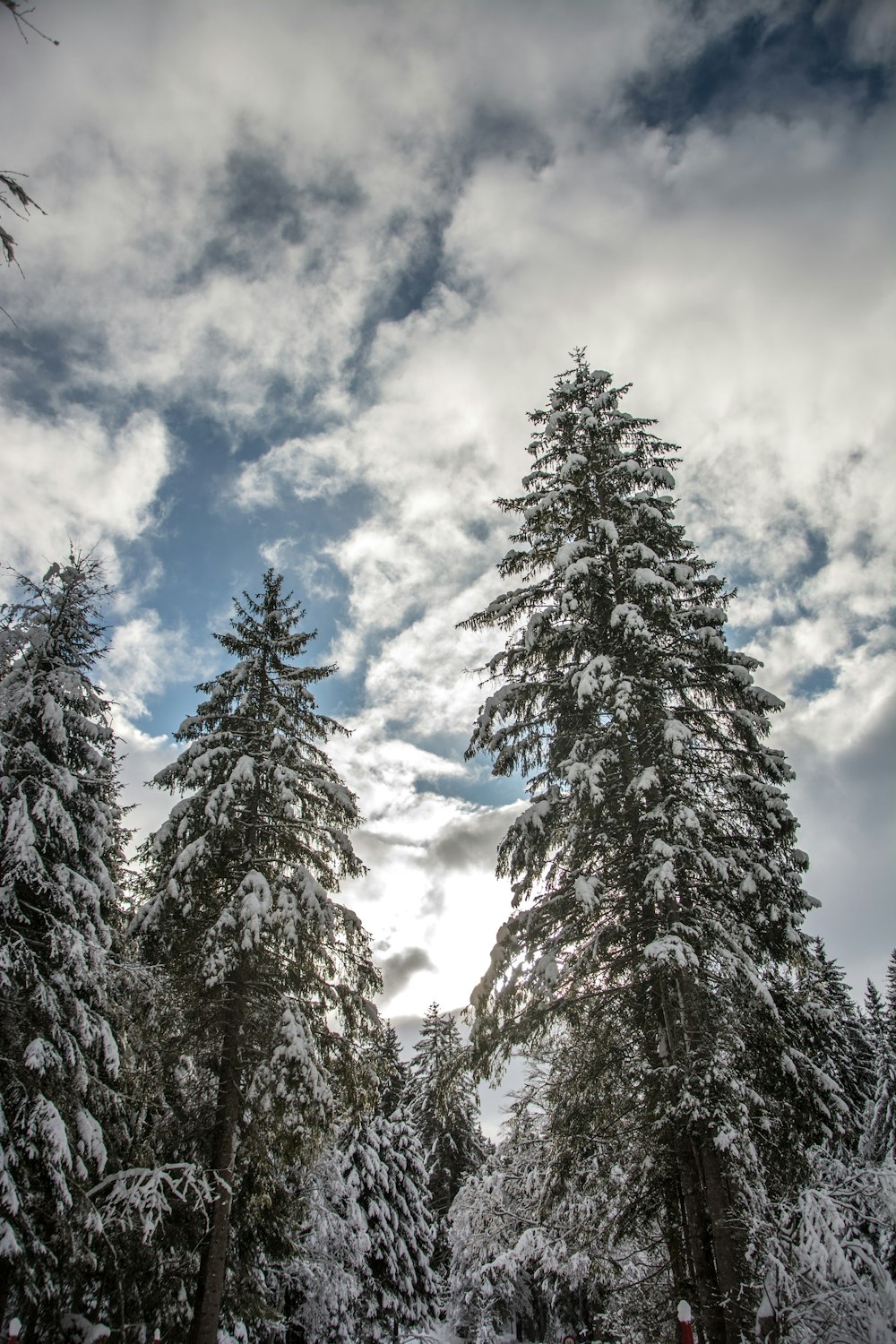 a group of trees covered in snow under a cloudy sky