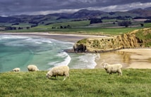 A picturesque coastal landscape featuring a group of sheep grazing on lush green grass. The background includes a sandy beach with gentle waves lapping against the shore. Rolling hills and dense forests extend into the distance under a partly cloudy sky, enhancing the serene atmosphere.