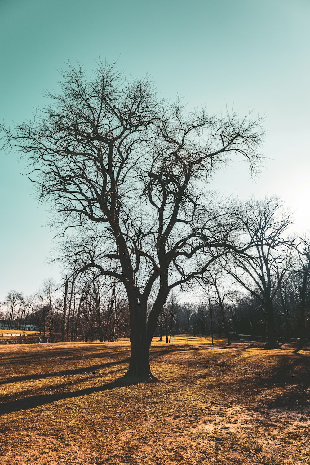 a bare tree in the middle of a field