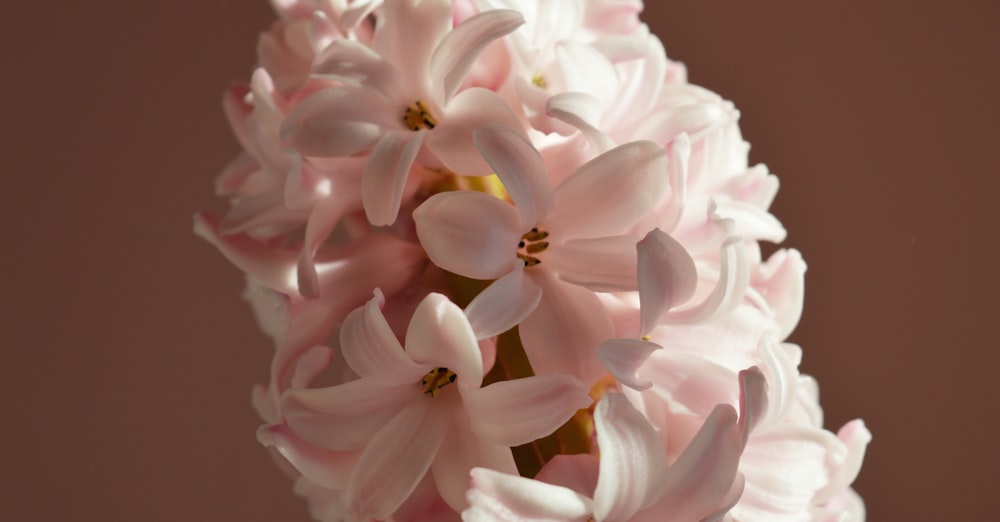 um close up de uma flor rosa e branca