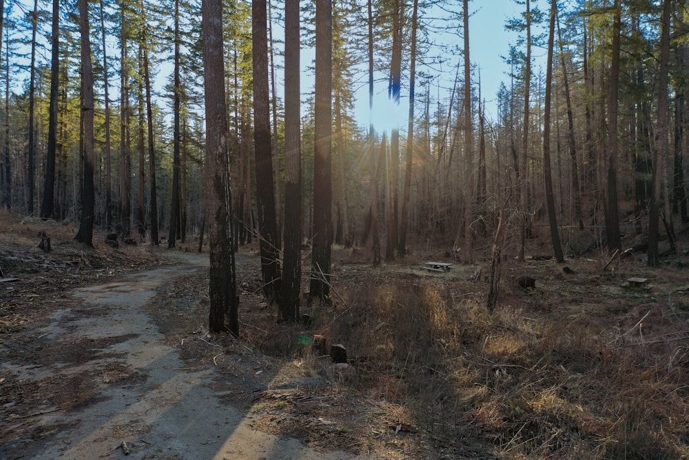 a dirt road in the middle of a forest