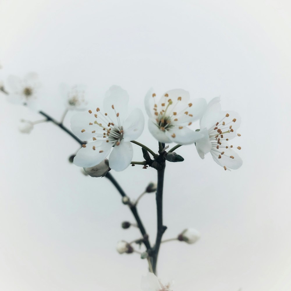 a close up of a branch with white flowers