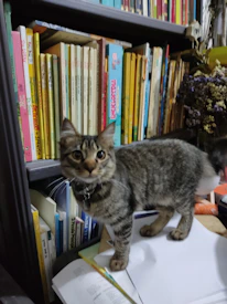 A playful tabby cat peeking out from behind a stack of colorful books.