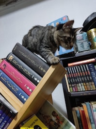 A tabby cat balances on the edge of a bookshelf, surrounded by various books. The cat appears curious and focused, with its attention directed downward. The bookshelf is filled with colorful books and a tin canister in the corner.