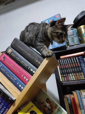A tabby cat balances on the edge of a bookshelf, surrounded by various books. The cat appears curious and focused, with its attention directed downward. The bookshelf is filled with colorful books and a tin canister in the corner.