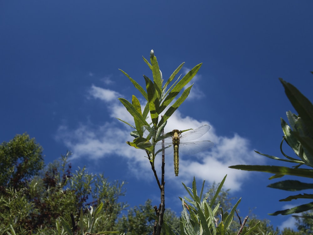 a dragonfly sitting on top of a leafy plant