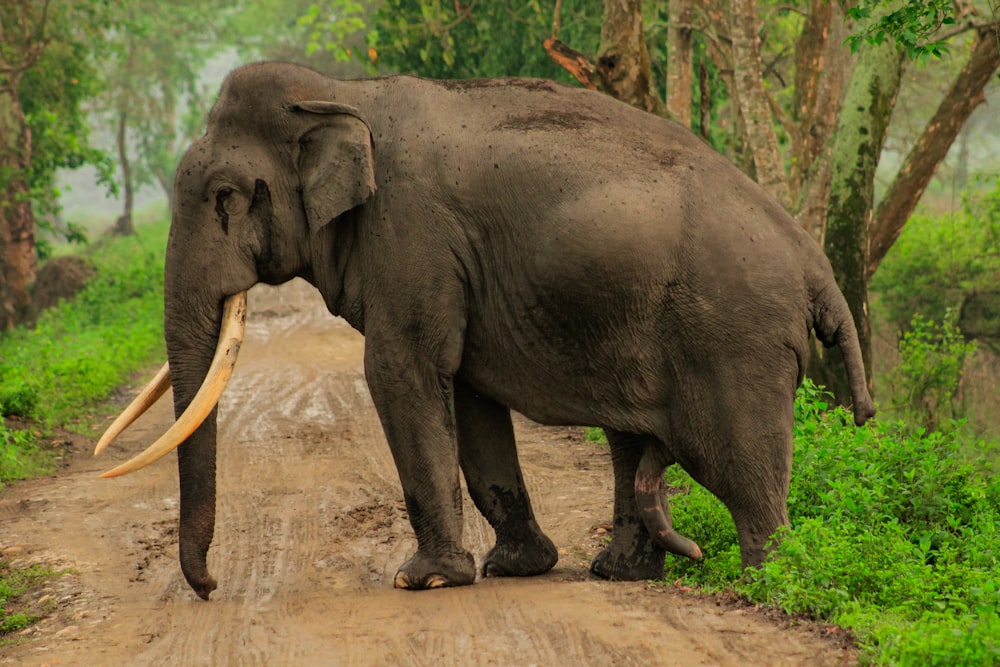 a large elephant walking down a dirt road