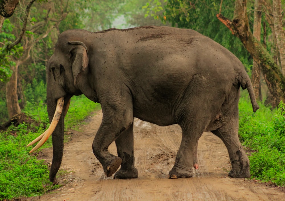 a large elephant walking down a dirt road