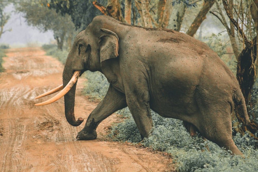 a large elephant walking down a dirt road