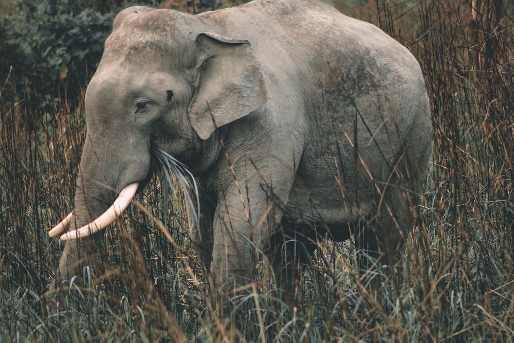 an elephant with tusks walking through tall grass