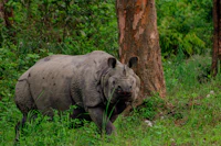 Best Boutique Hotels in Kaziranga for Style, Character, and No Chain-Hotel Vibes