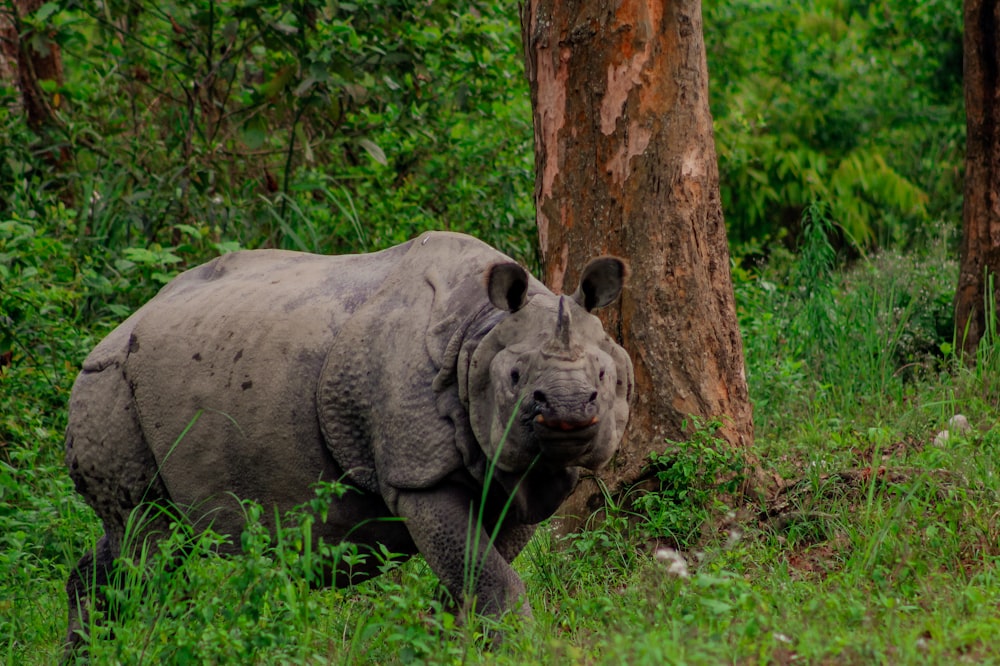 a rhinoceros standing in the grass next to a tree
