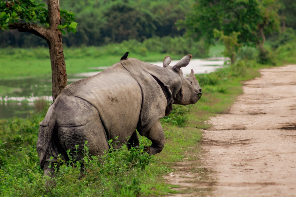 a rhino running down a dirt road next to a river