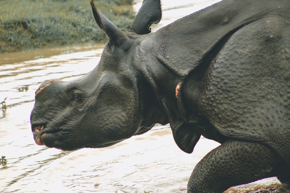 a hippopotamus standing in a body of water