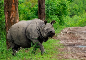 Kaziranga: 7 sisters of india