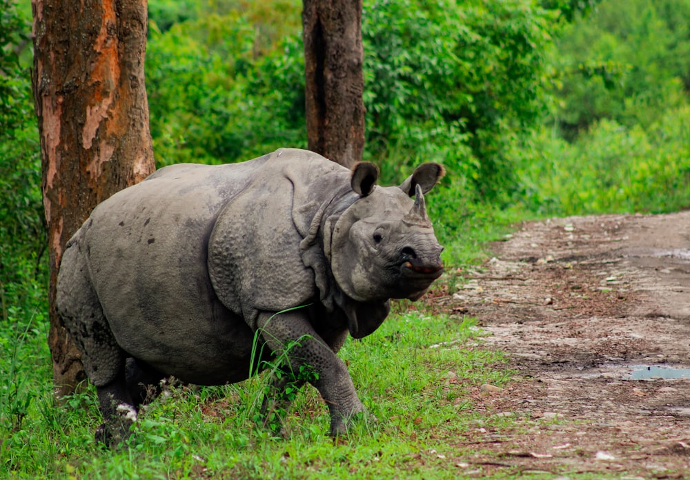 a rhinoceros is walking along a dirt road