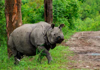 Best Nightlife in Kaziranga: A Practical Guide to Going Out