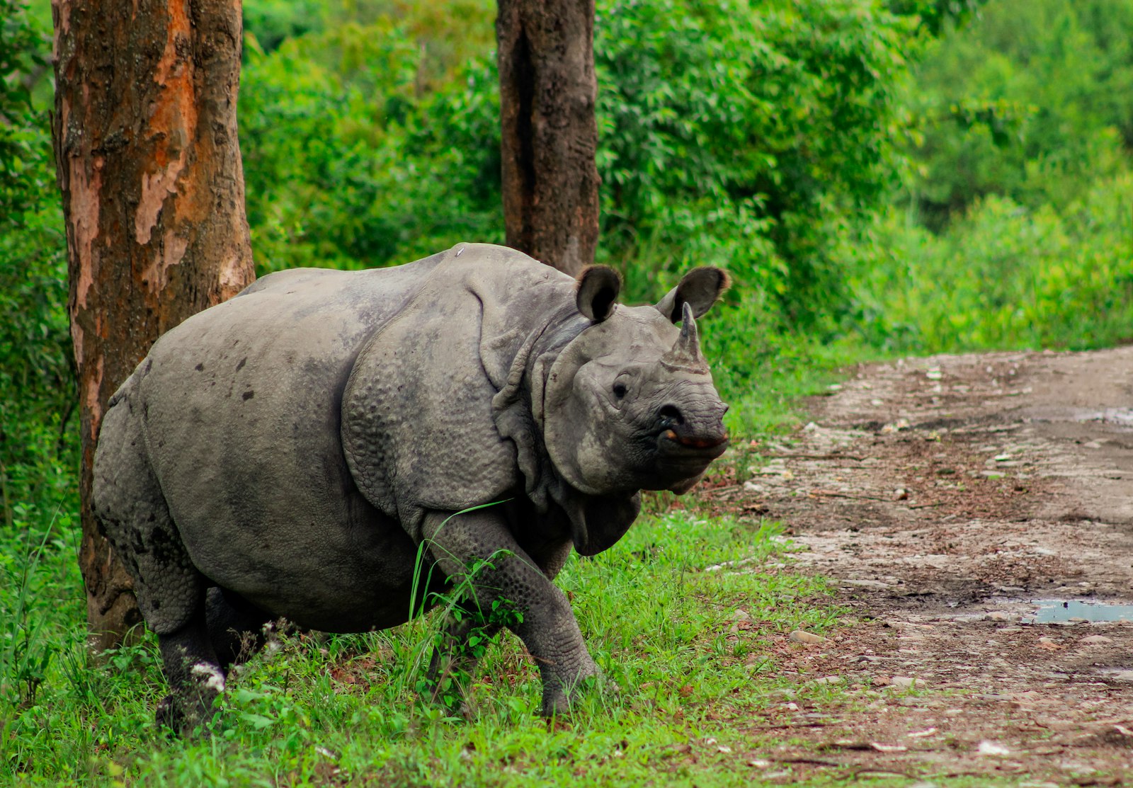 Kaziranga Wildlife Photography Guide: Rhinos, Elephants, and Brahmaputra Light — wildlife photography article cover